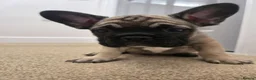 French Bulldog dogs for sale:  Fremch bull  1  boy left price reduced  - Advert 10