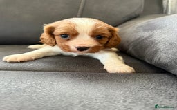 Cavalier King Charles Spaniel dogs for sale: King Charles spaniel puppies  - Advert 6