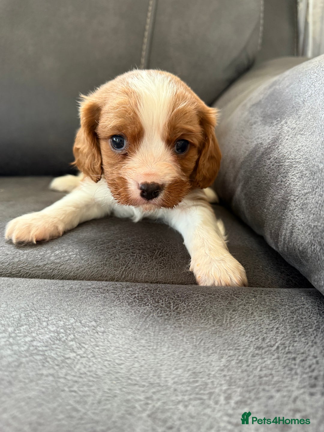 Cavalier King Charles Spaniel dogs for sale: King Charles spaniel puppies  - Advert 6