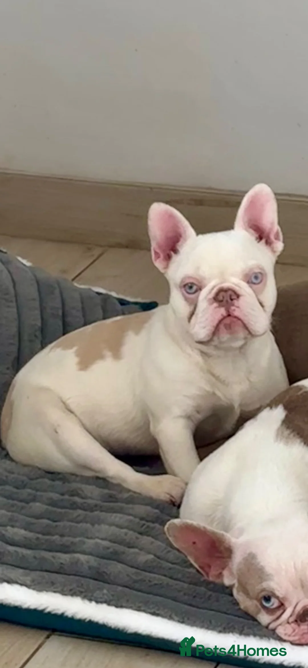 French Bulldog dogs for sale: Newshade Koi female carrying fluffy and pink  - Advert 4