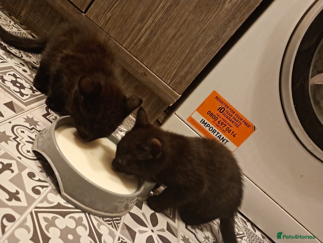British Longhair cats for sale: Two beautiful kittens for sale  - Advert 1