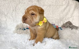 Shar Pei dogs for sale: ⭐️Quality Shar pei puppies for sale⭐️ - Image 29