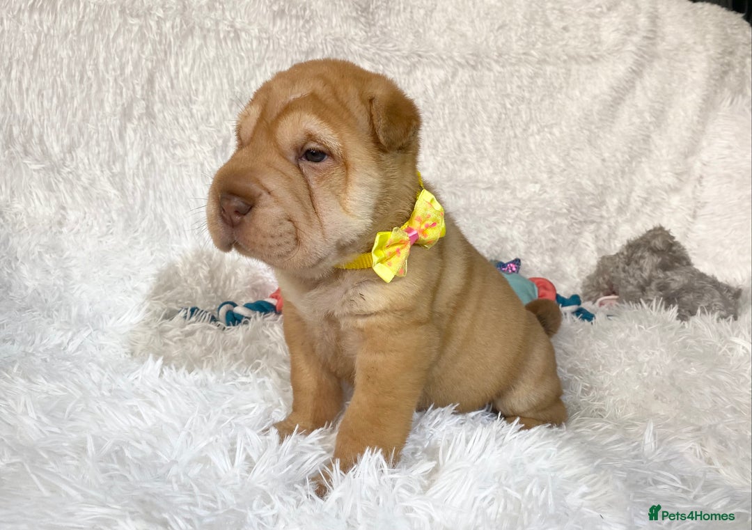 Shar Pei dogs for sale: ⭐️Quality Shar pei puppies for sale⭐️ - Image 29
