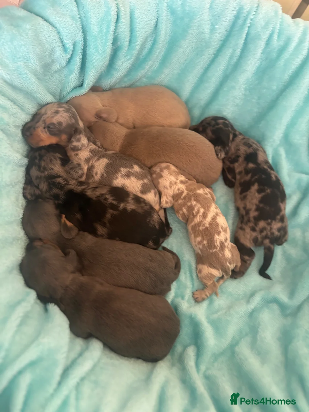 Miniature Dachshund dogs for sale: miniture dachshund puppies!! - Advert 2