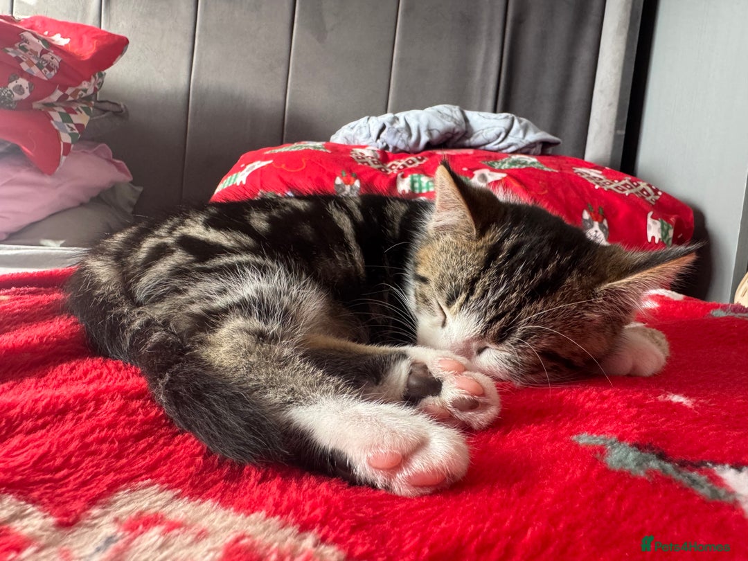 Mixed Breed cats for sale: 2 Beautiful Boys - Ready Now!  - Advert 3