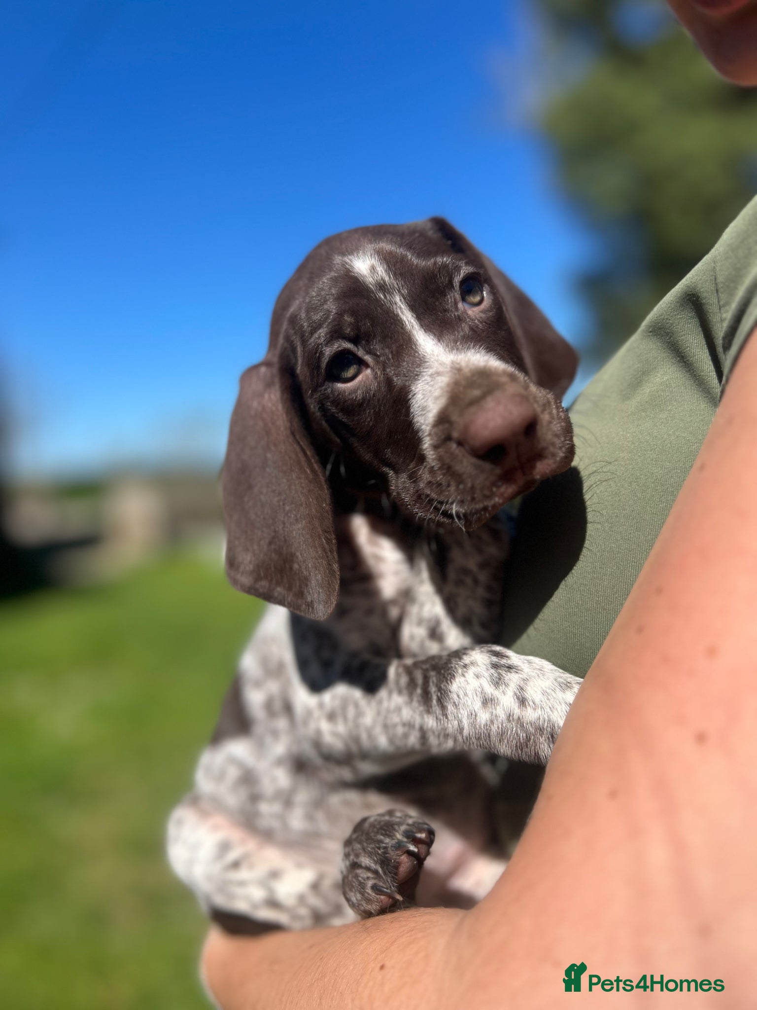 German Shorthaired Pointer dogs STUNNING LAST GIRL  - Advert 4