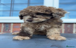 Miniature Poodle dogs for sale: Miniature poodles REDUCED READY TO LEAVE NOW  - Image 1
