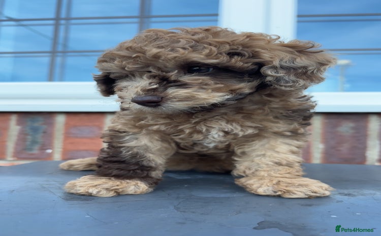 Miniature Poodle dogs - Advert 16