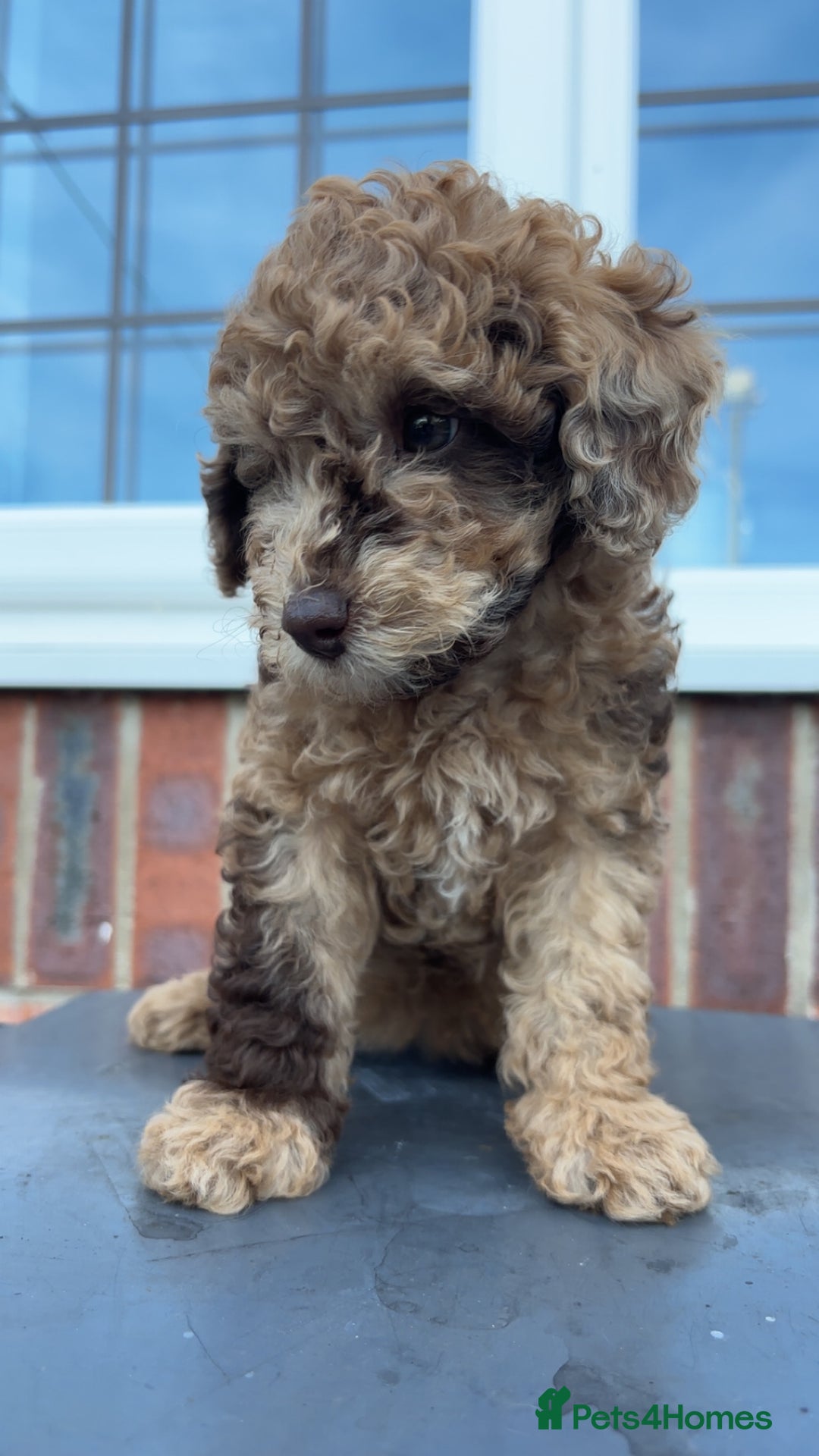 Miniature Poodle dogs for sale: Miniature poodles REDUCED READY TO LEAVE NOW  - Image 1