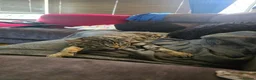 Bengal cats for sale: Gorgeous Pedigree Bengal Kittens Waitlist - Advert 12