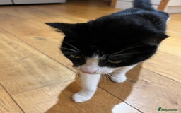 Domestic Shorthair cats for sale: Rehoming our lovely cat, Cosmo 🐾 - Image 4