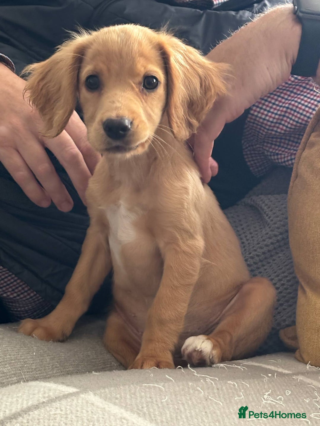 Cocker Spaniel dogs for sale: Working cocker spaniel last girl available  - Image 11