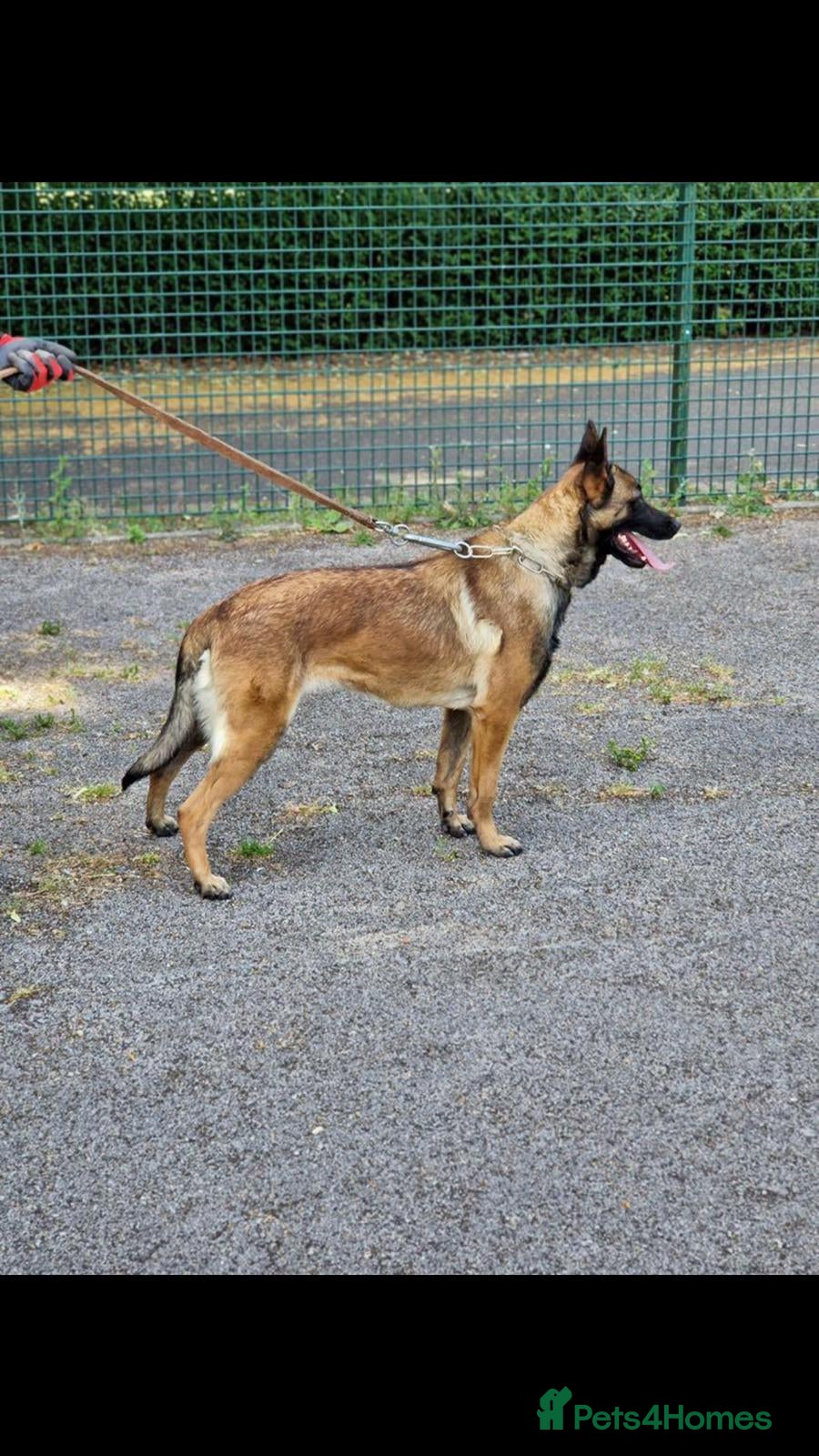 Belgian Shepherd Dog dogs Belgium shepherd bitch for sale - Advert 5