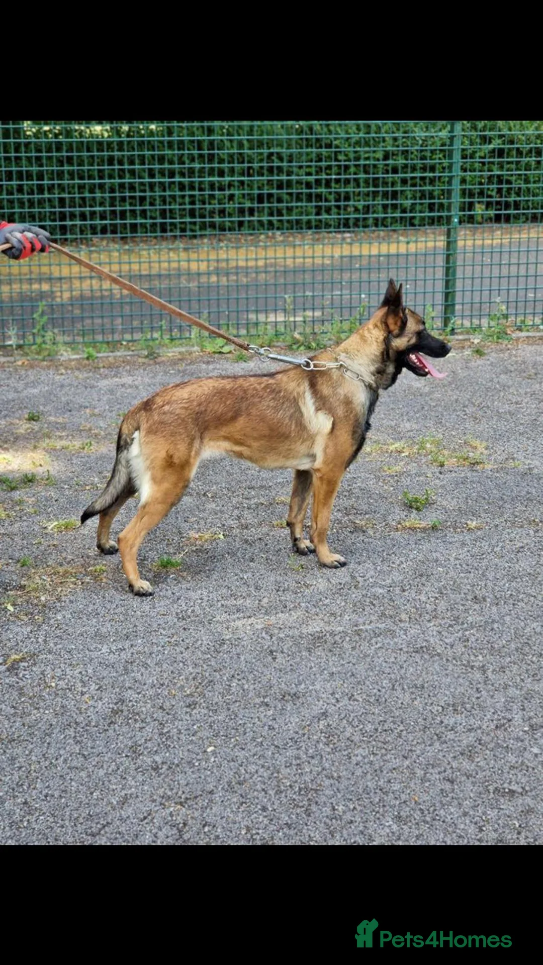 Belgian Shepherd Dog dogs for sale: Belgium shepherd bitch for sale - Advert 1