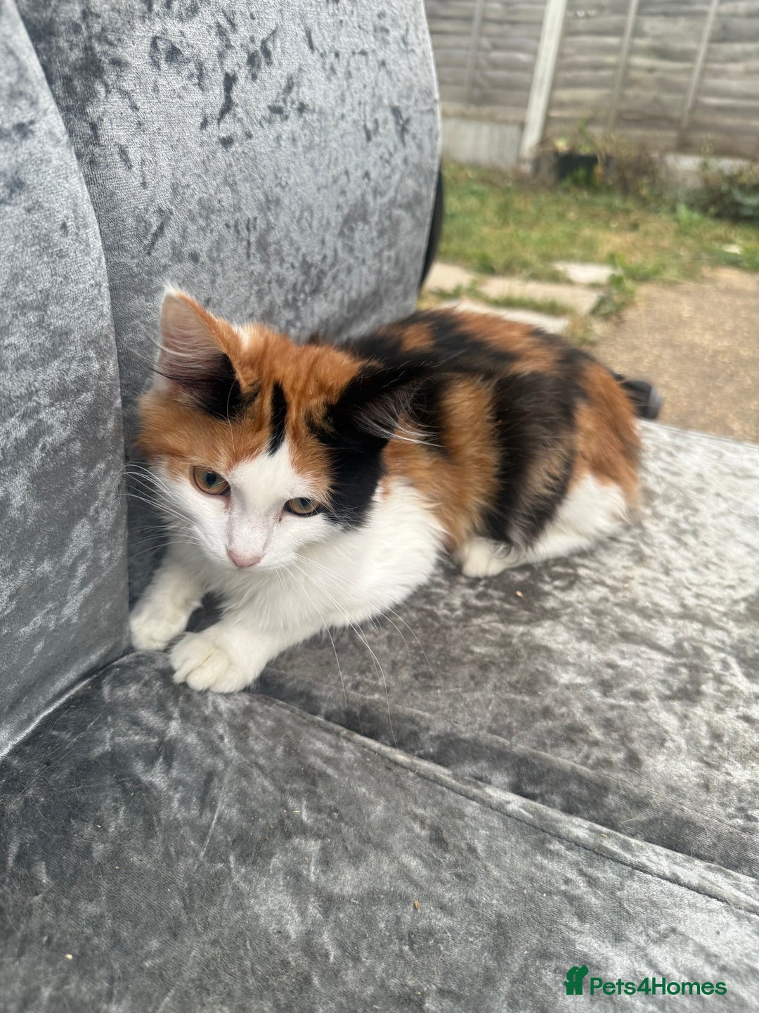 Maine Coon cats for sale: Mainecoon cross kitrens - Image 2