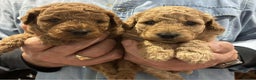 Labradoodle dogs for sale: Miniature Labradoodle puppies - Advert 3