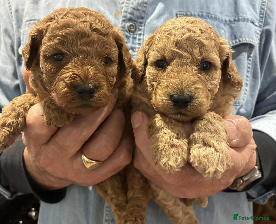 Labradoodle dogs for sale: Miniature Labradoodle puppies - Advert 3