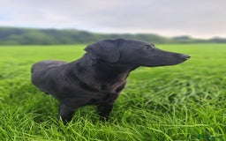 Labrador Retriever dogs for sale: Labrador Pups from Health Tested Parents. - Image 5