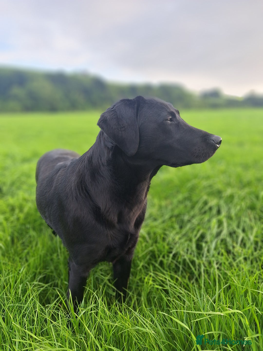 Labrador Retriever dogs for sale: Labrador Pups from Health Tested Parents. - Image 5
