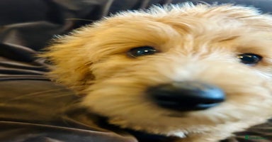 Labradoodle dogs - Advert 4