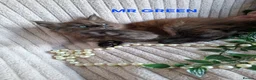 Maine Coon cats for sale: 3 Beautiful Maine coons  - Advert 6