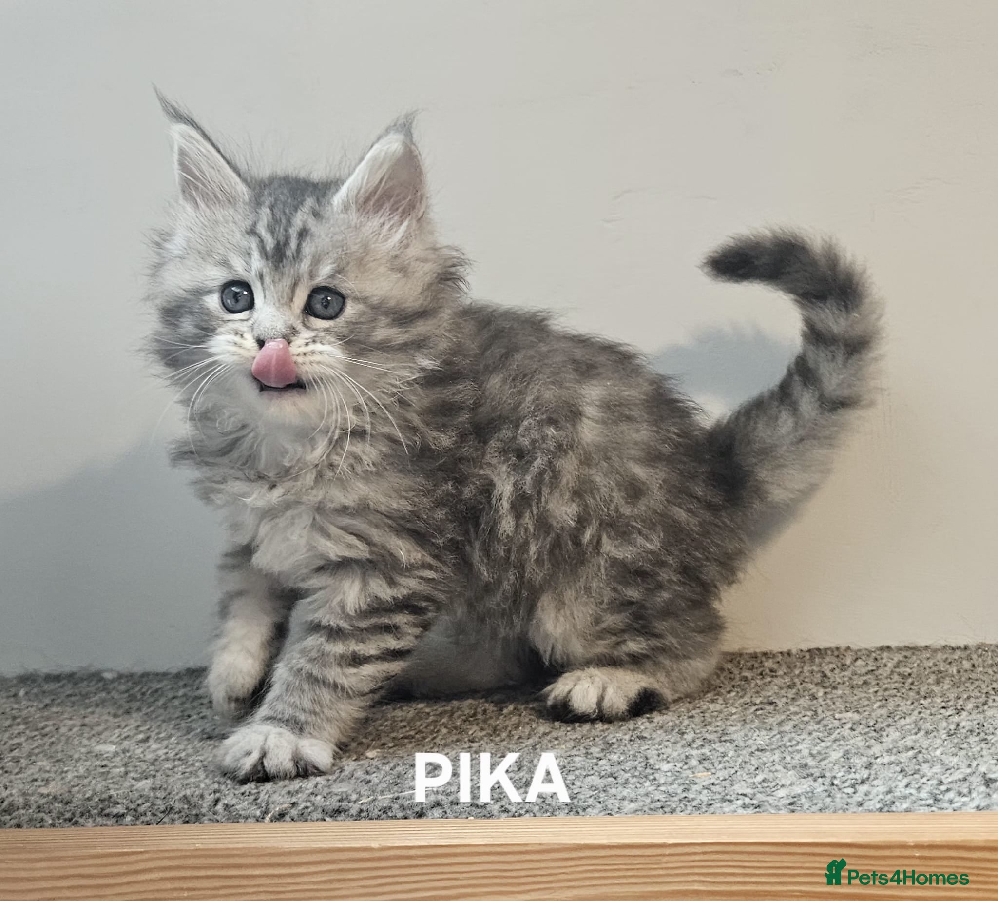 Maine Coon cats Maine Coon kittens registered European bloodline  - Advert 6