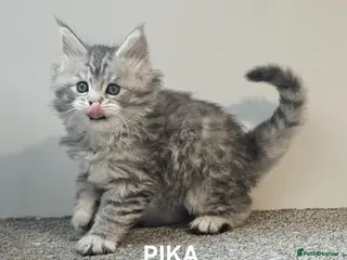 Maine Coon cats Maine Coon kittens registered European bloodline - Advert 6