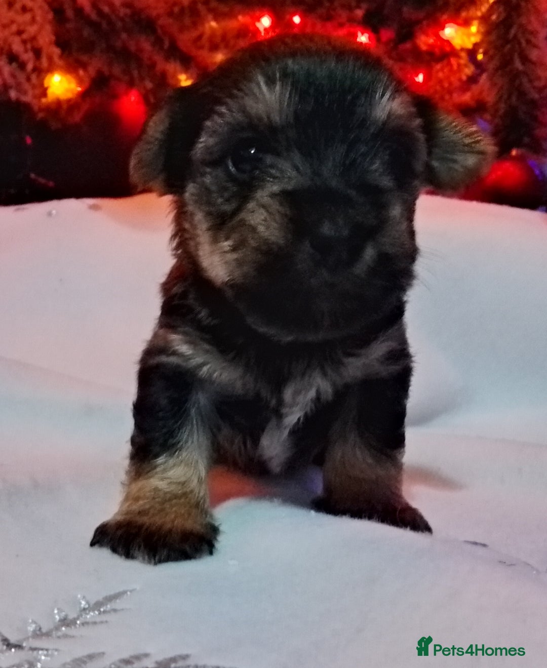 Mixed Breed dogs for sale: Schnauzer cross - Advert 2