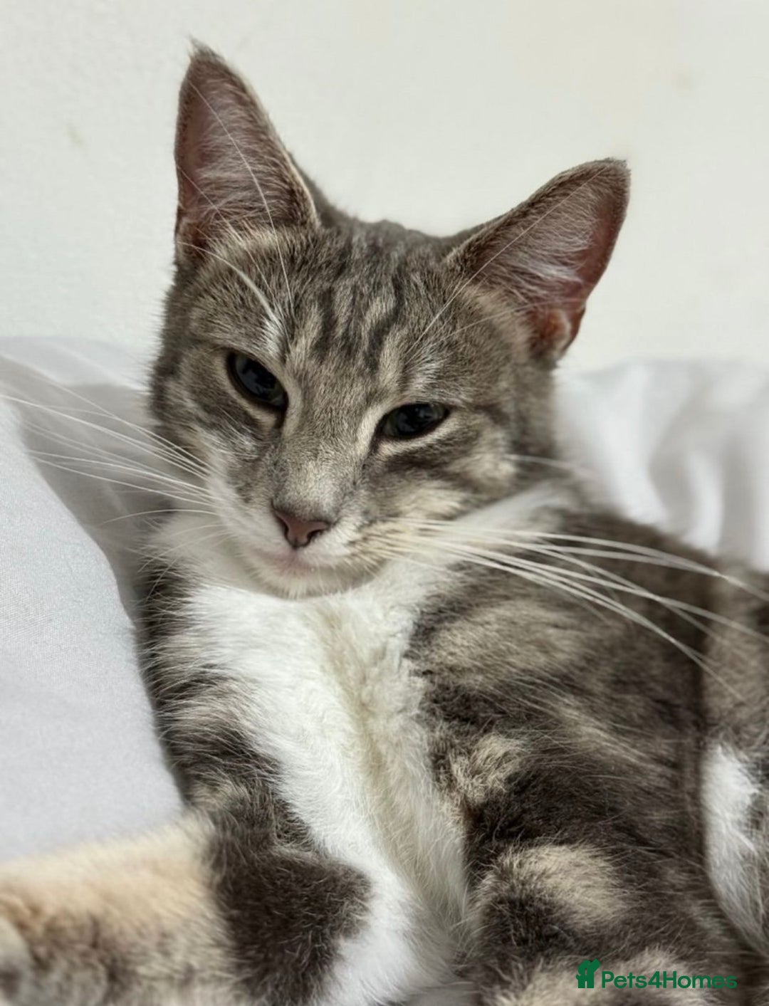 Mixed Breed cats for sale: URGENT - Beautiful Cat for Adoption  - Advert 2