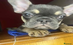 French Bulldog dogs for sale: 🐾 French Bulldog Puppies for Sale - Image 9