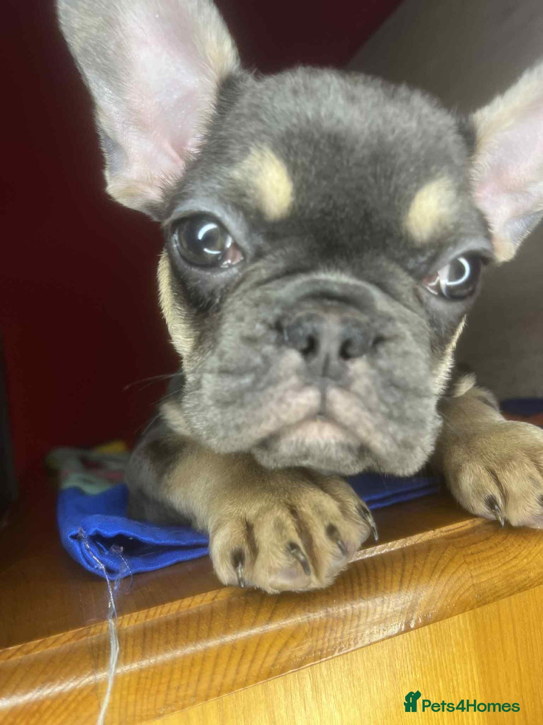 French Bulldog dogs for sale: 🐾 French Bulldog Puppies for Sale - Image 9