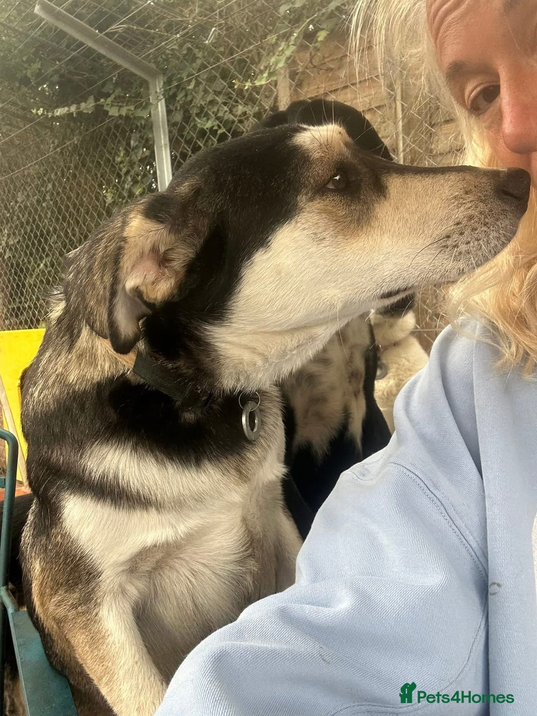 Mixed Breed dogs for adoption: Travis - Norwich Norfolk  - Image 13