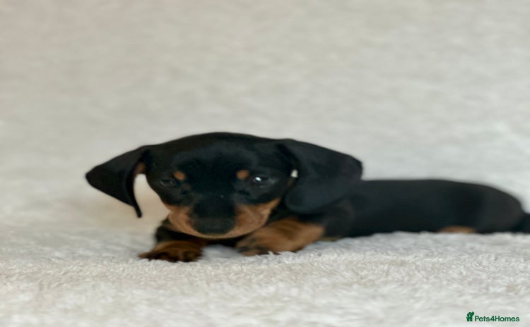 Miniature Dachshund dogs - Advert 3
