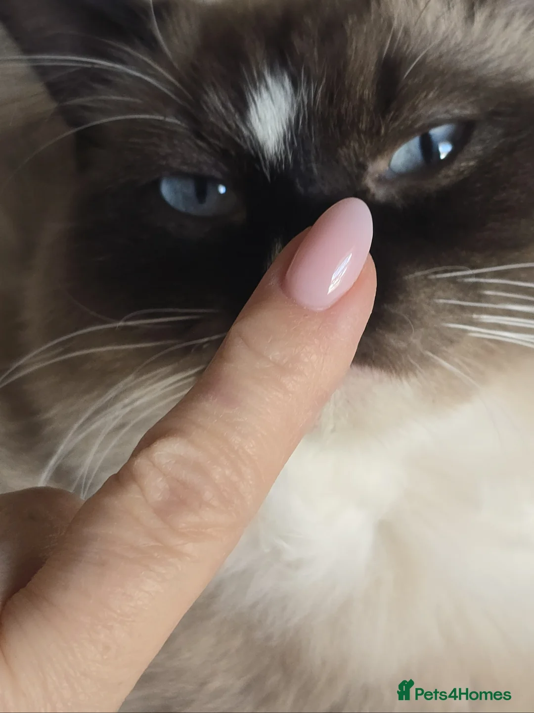 Ragdoll cats for sale: Beautiful Ragdoll Pair  in Cranbrook - Advert 1