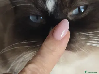 Ragdoll cats Beautiful Ragdoll Pair - Advert 1