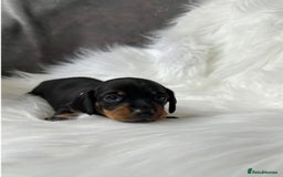 Miniature Dachshund dogs for sale: Miniature  Dachshund Puppies ready for new Home - Image 4