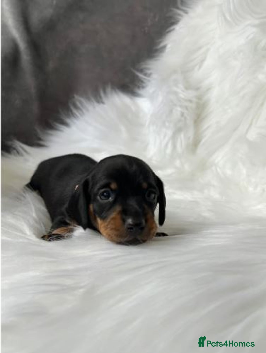 Miniature Dachshund dogs for sale: Miniature  Dachshund Puppies ready for new Home - Image 4