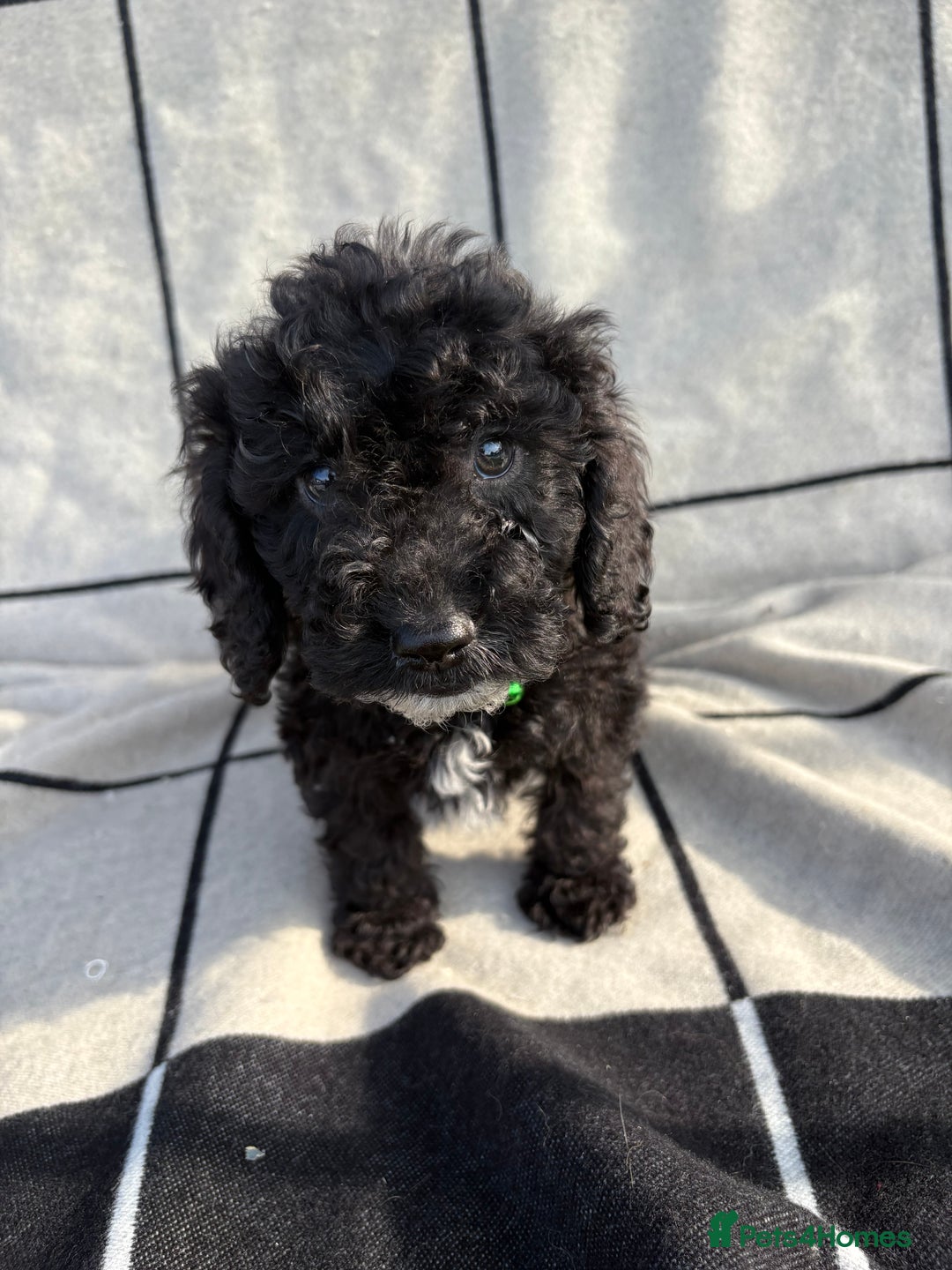 Cockapoo dogs for sale: 🐾STUNNING F1 COCKERPOOS 🐾health tested parents🐾 - Image 13