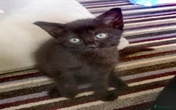 Mixed Breed cats for sale: 3 beautiful kittens available - Image 34