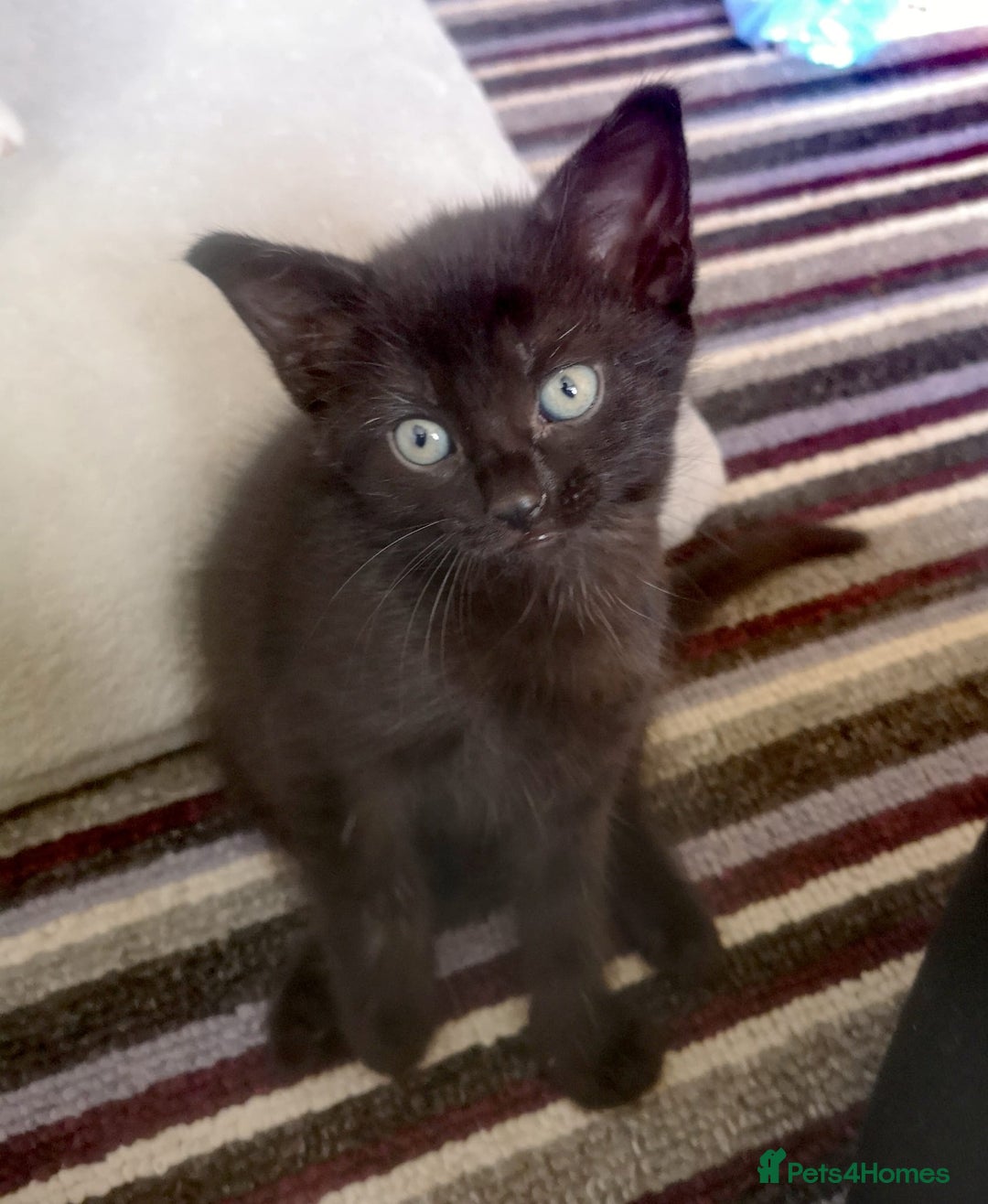 Mixed Breed cats for sale: 3 beautiful kittens available - Image 34