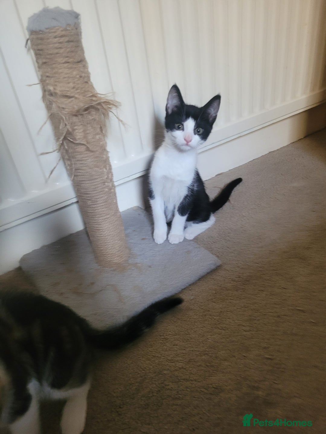 Mixed Breed cats for sale: Urgent Black and white pink nosed female kitten  - Image 3