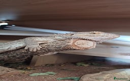 Bearded Dragon reptiles for sale: Bearded dragon - Image 2
