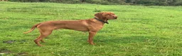 Hungarian Vizsla dogs for stud: Hungarian Vizsla for stud! in Llantwit Major - Advert 27