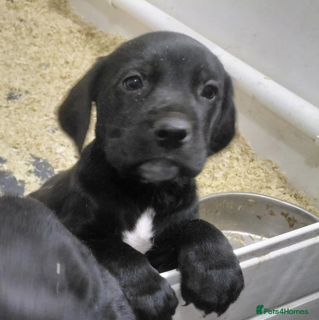 Mixed Breed dogs for sale: Golden retiver x dalmation in Manchester - Advert 2