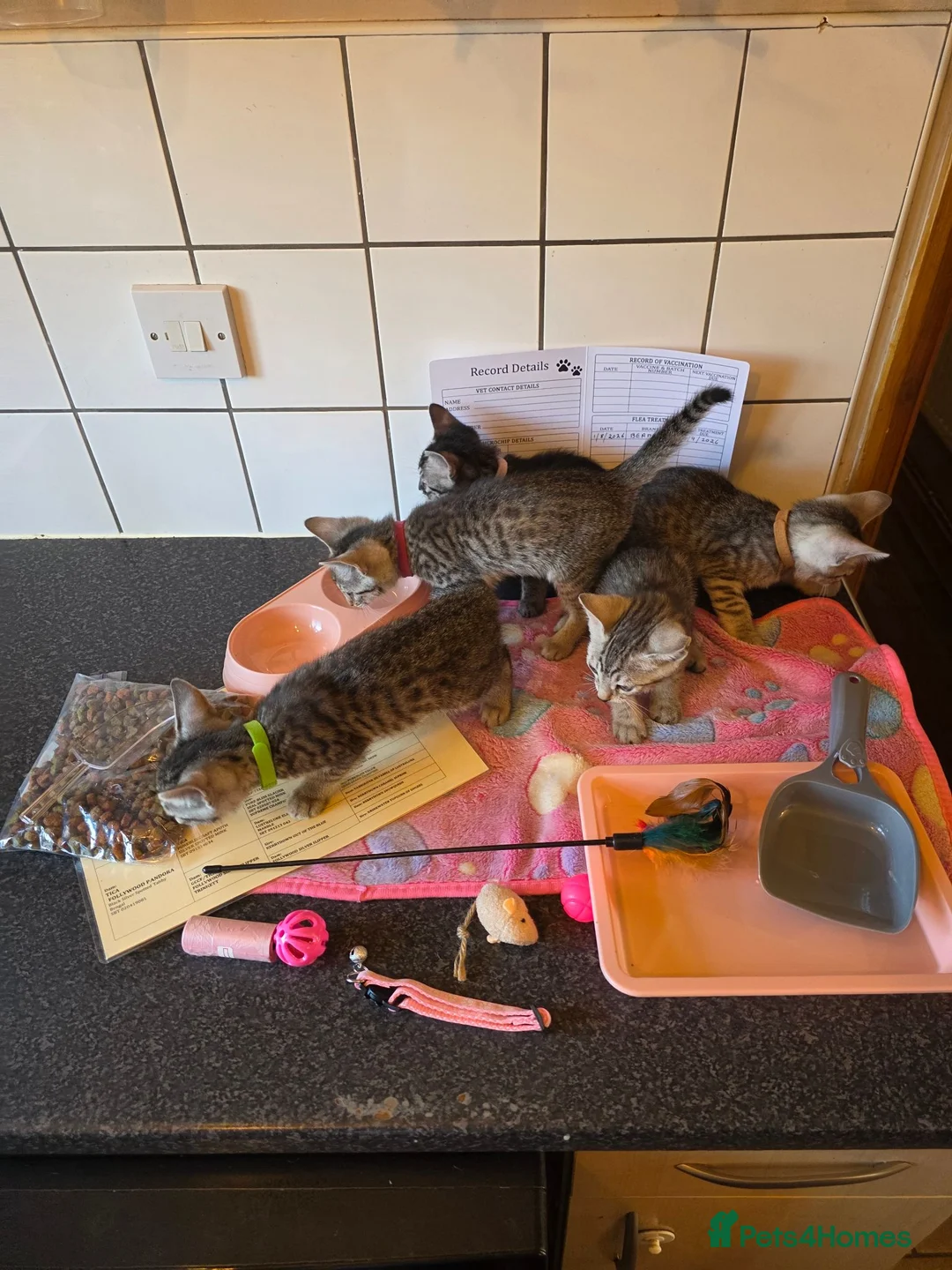 Bengal cats for sale: Bengal charcoal silver kittens from snow linx  - Advert 2