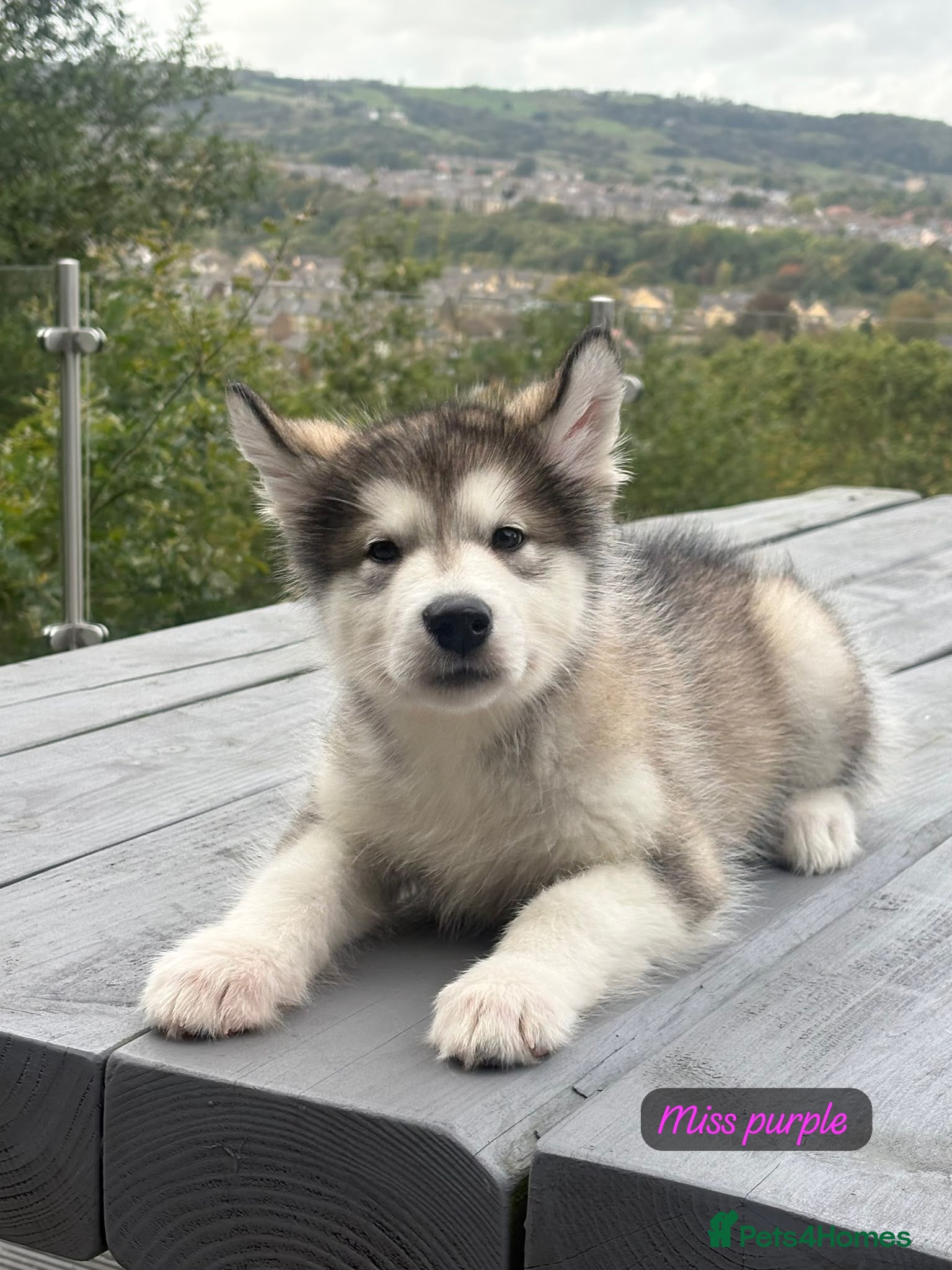 Alaskan Malamute dogs for sale: Champion Line KC Reg Alaskan Malamute Puppies - Advert 2