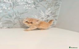 Persian cats for sale: Persian kittens 2 gorgeous boys  - Image 19