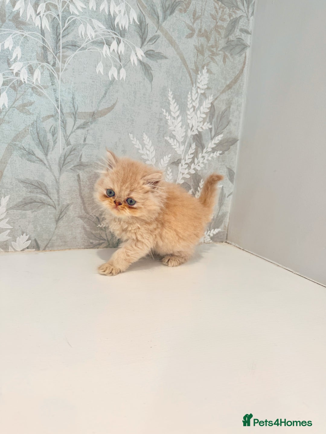 Persian cats for sale: Persian kittens 2 gorgeous boys  - Image 19