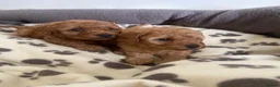 Toy Poodle dogs for sale: Toy poodle puppies  in York - Advert 11