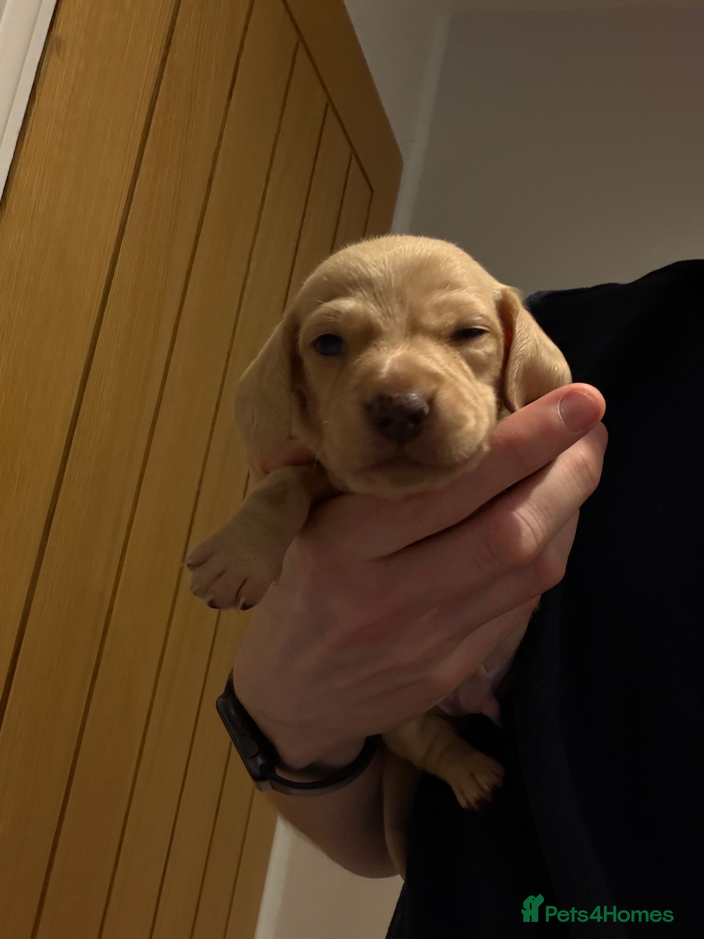 Miniature Dachshund dogs KC registered Miniature Dachshund Long & smooth  - Advert 1